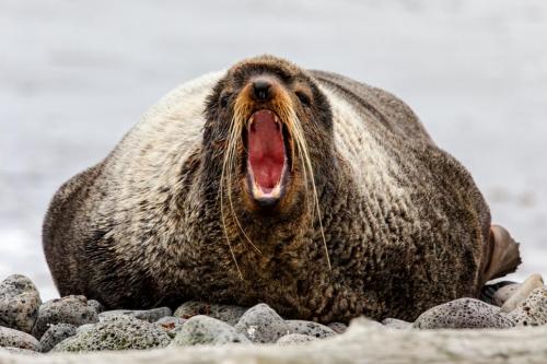 Fur seal